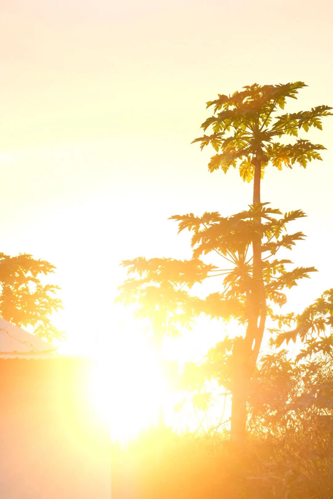 cover_image