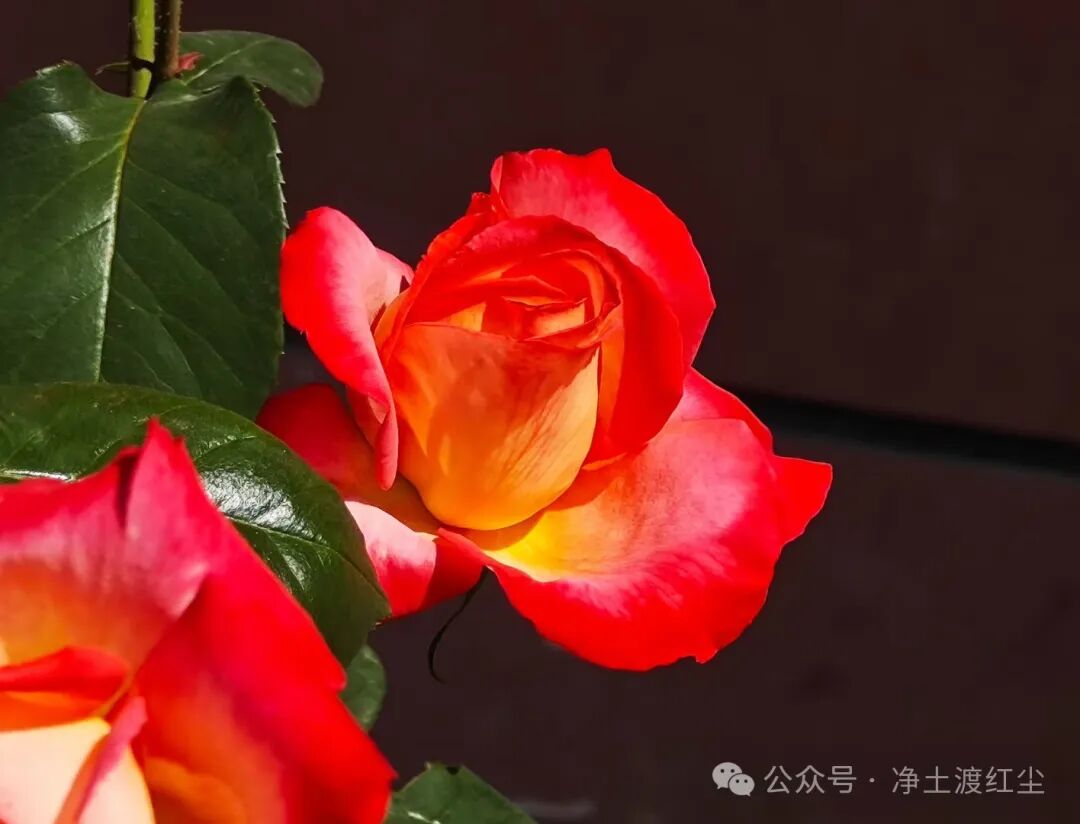 cover_image