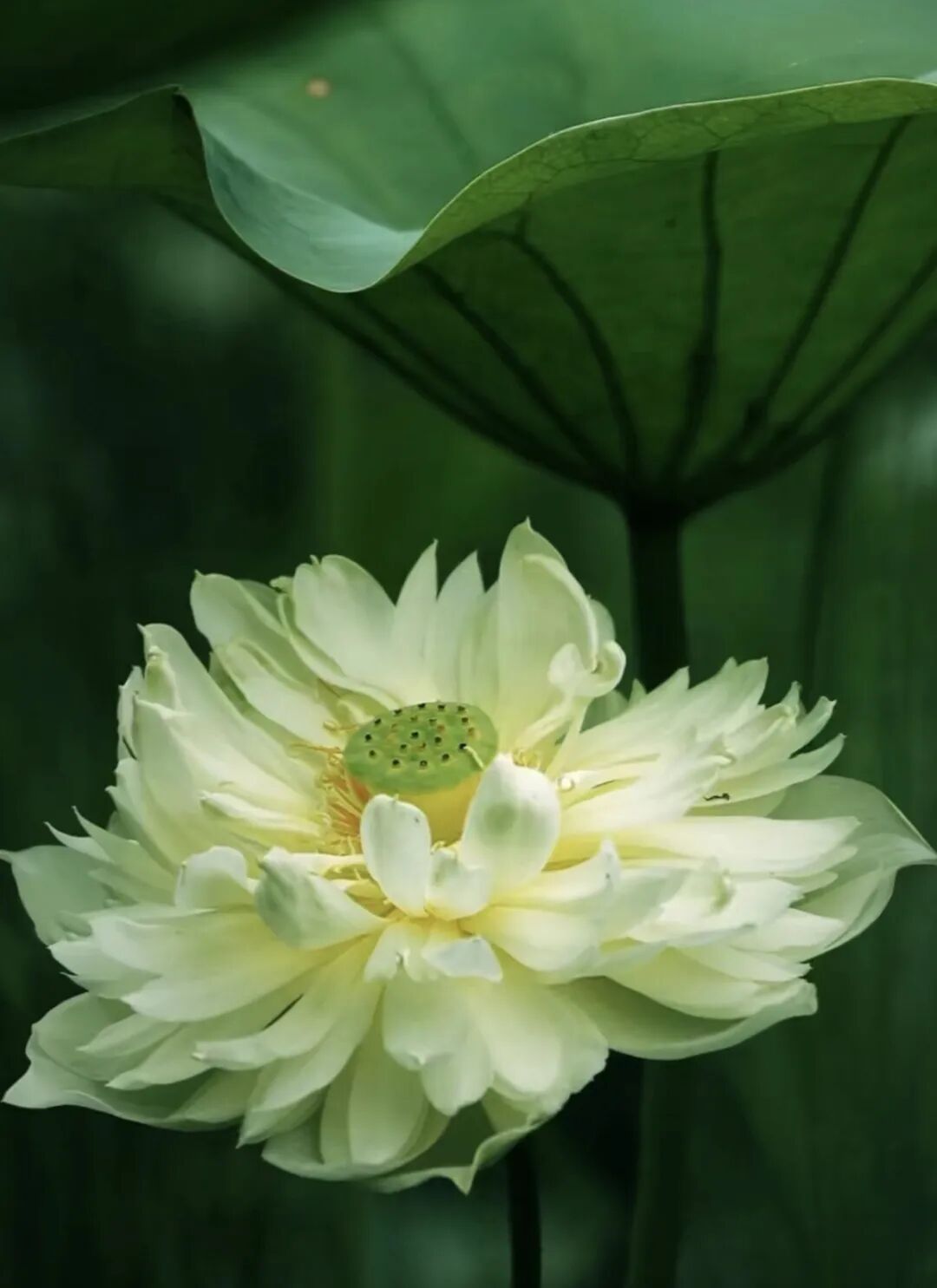 cover_image