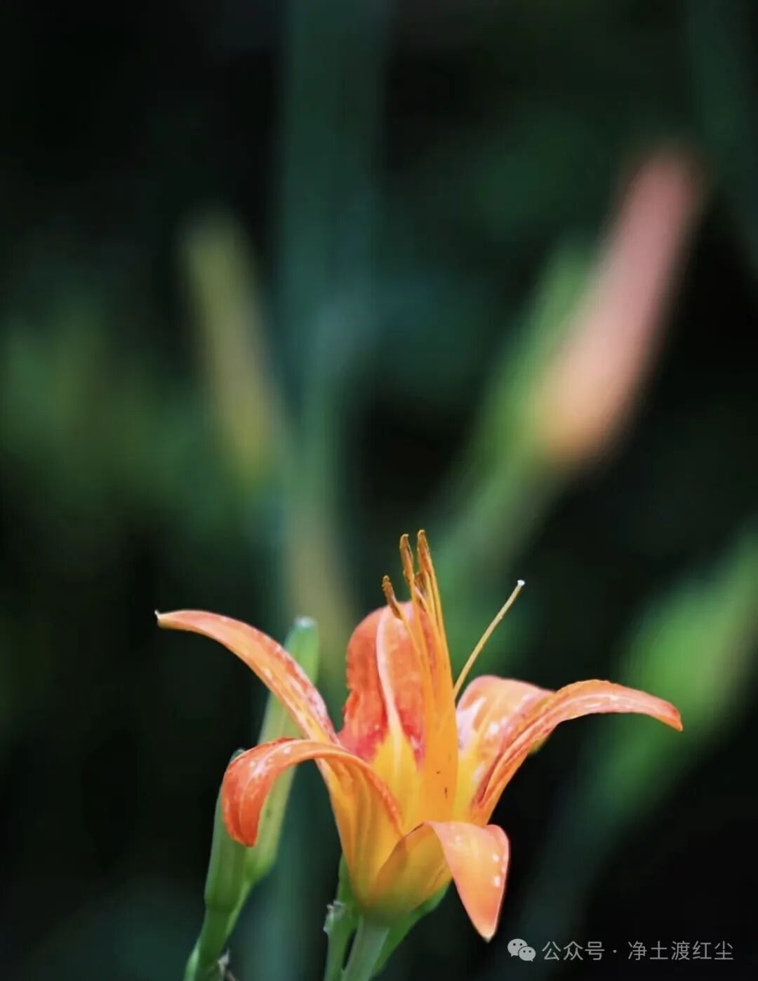 cover_image
