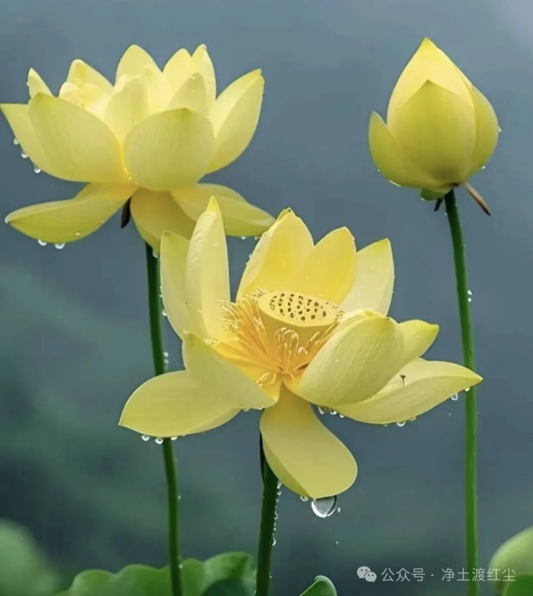 cover_image