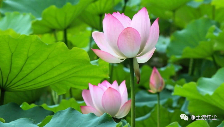 cover_image