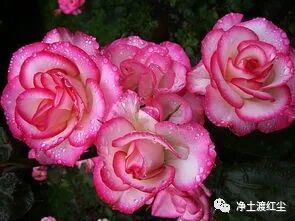 cover_image