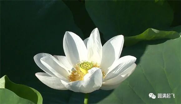 cover_image