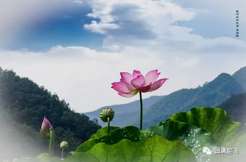 cover_image