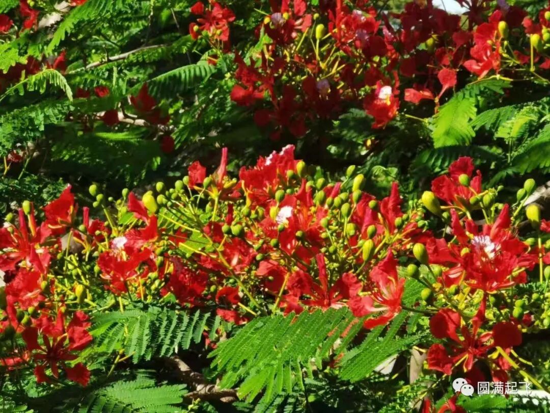 cover_image