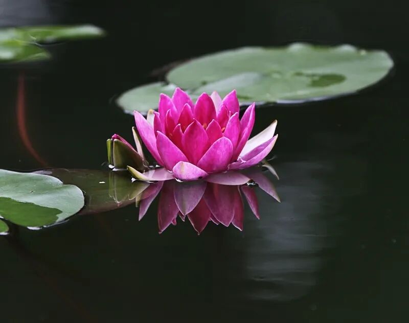 cover_image