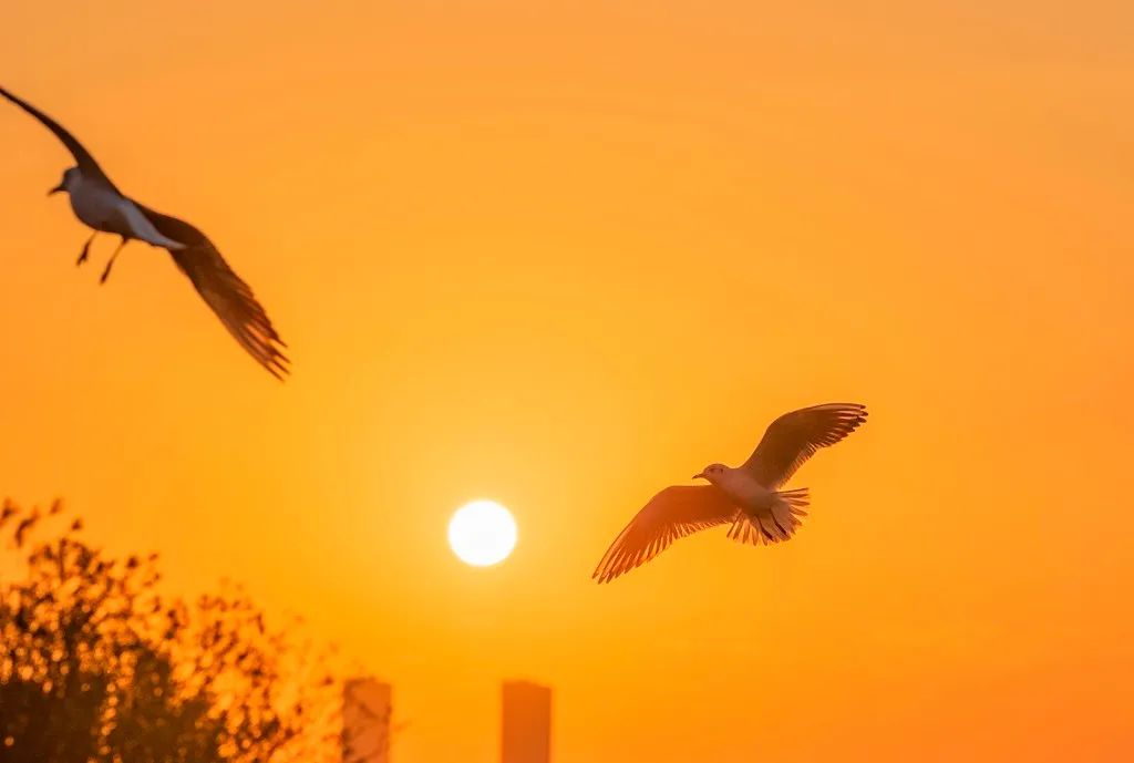 cover_image