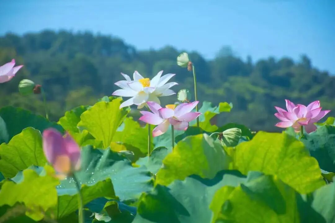 cover_image