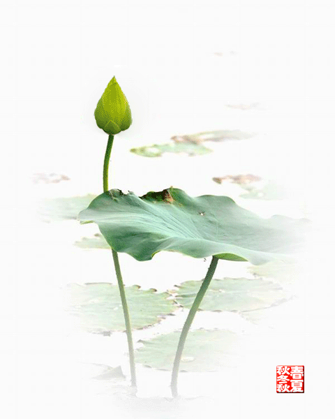 cover_image