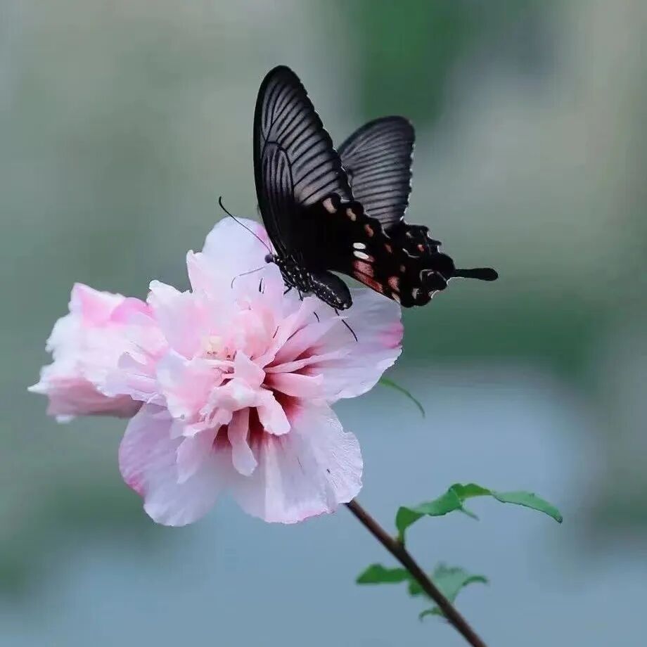 cover_image
