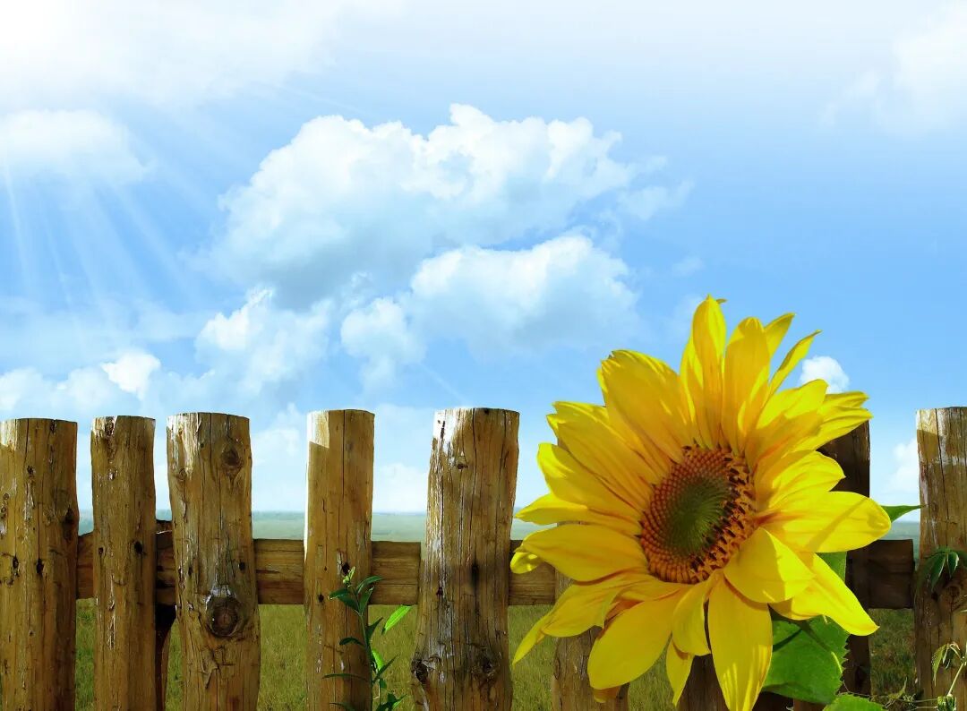 cover_image