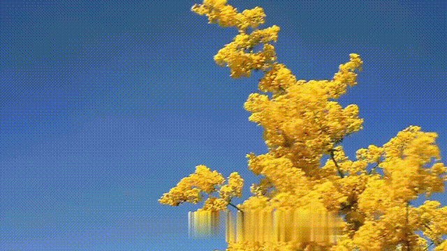 cover_image