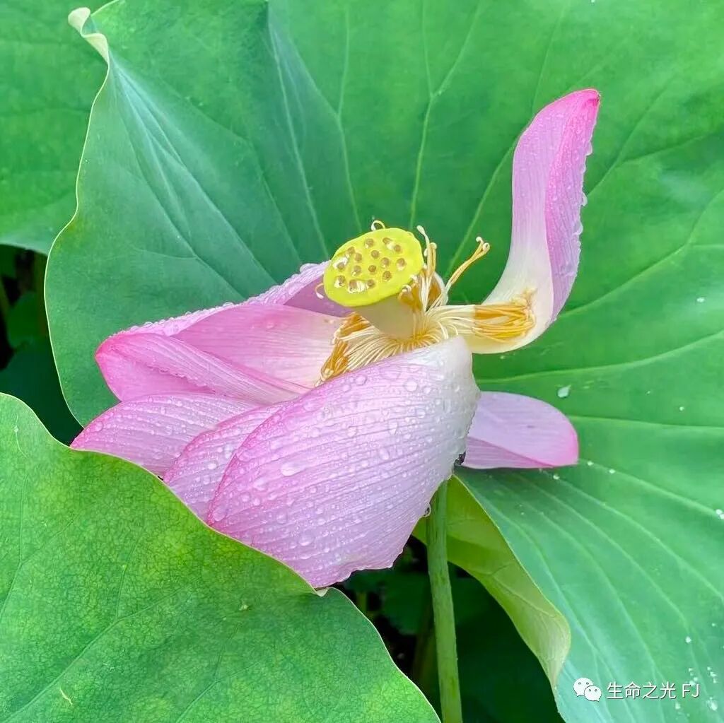 cover_image