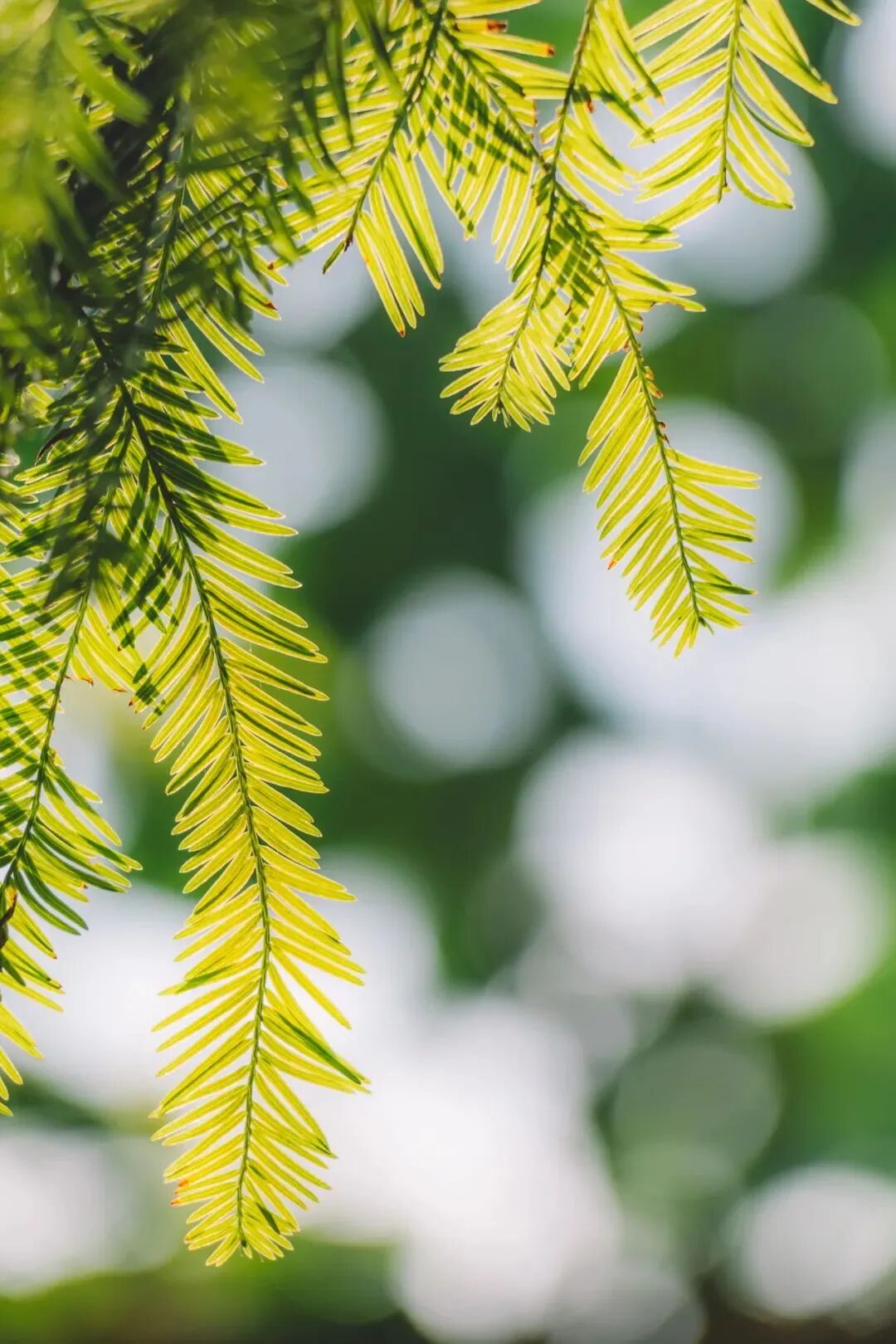 cover_image