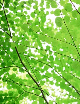 cover_image