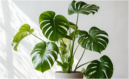 cover_image