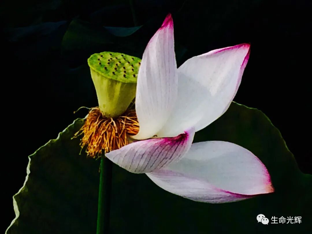 cover_image