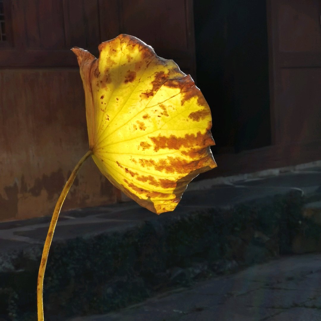 cover_image