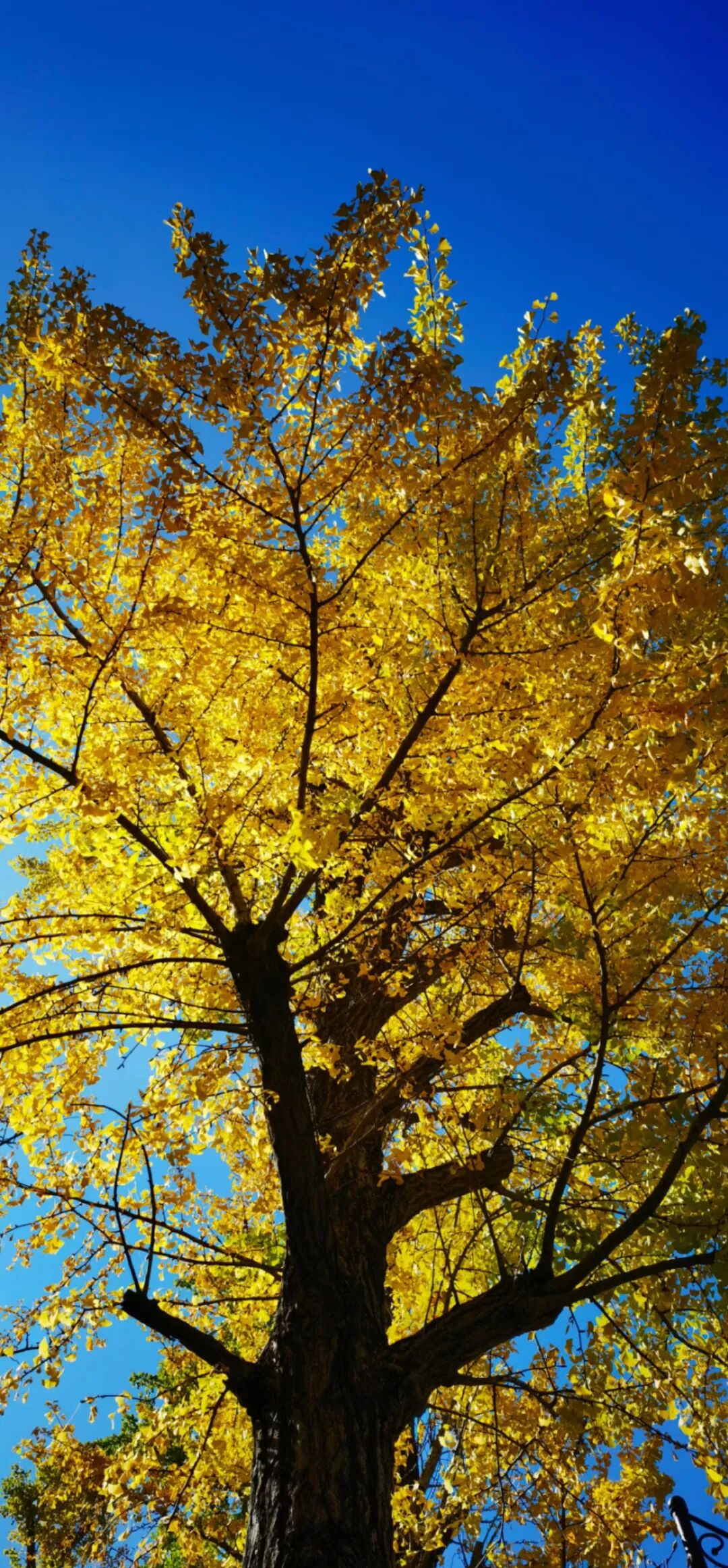 cover_image