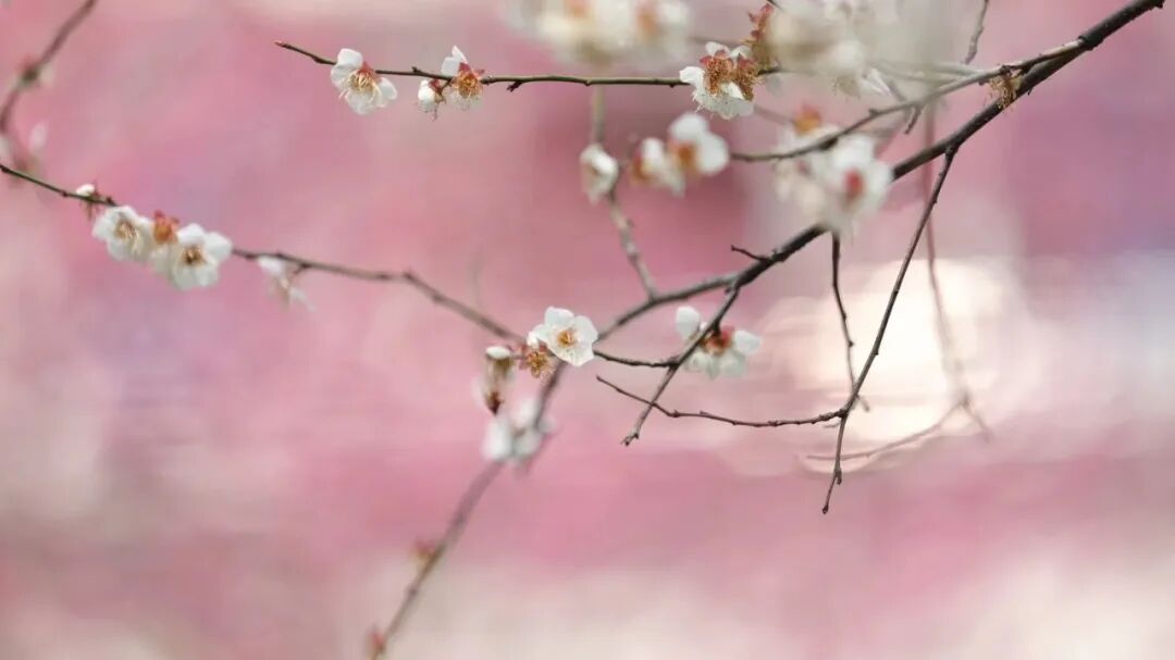 cover_image
