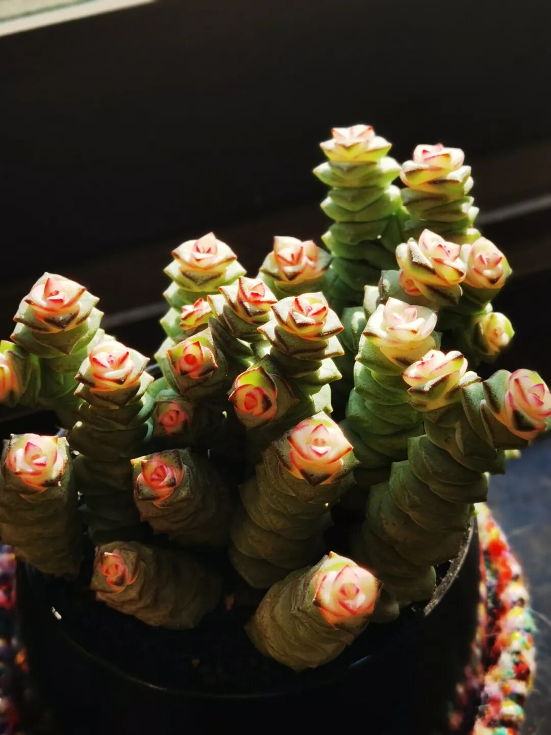 cover_image
