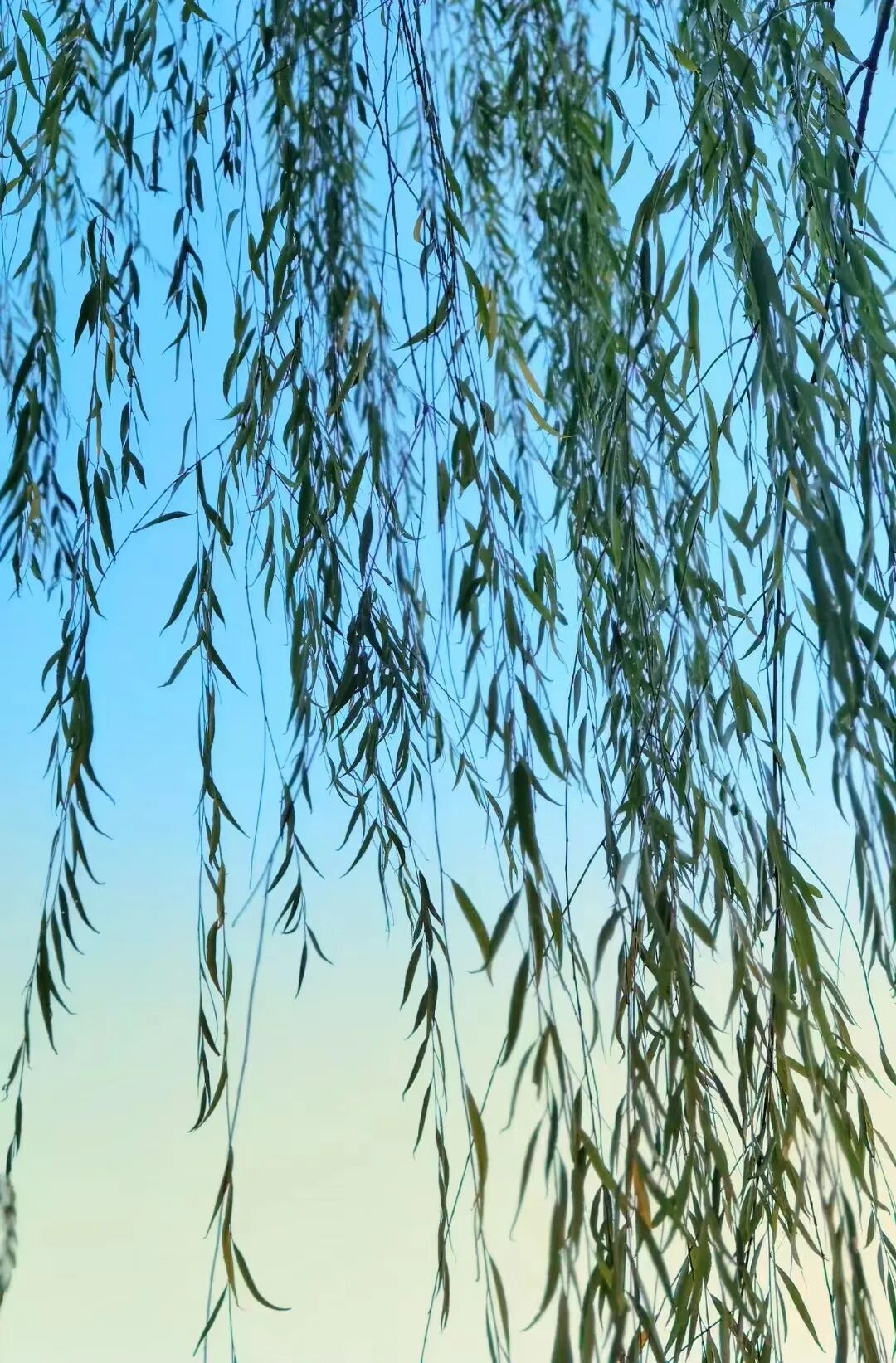 cover_image