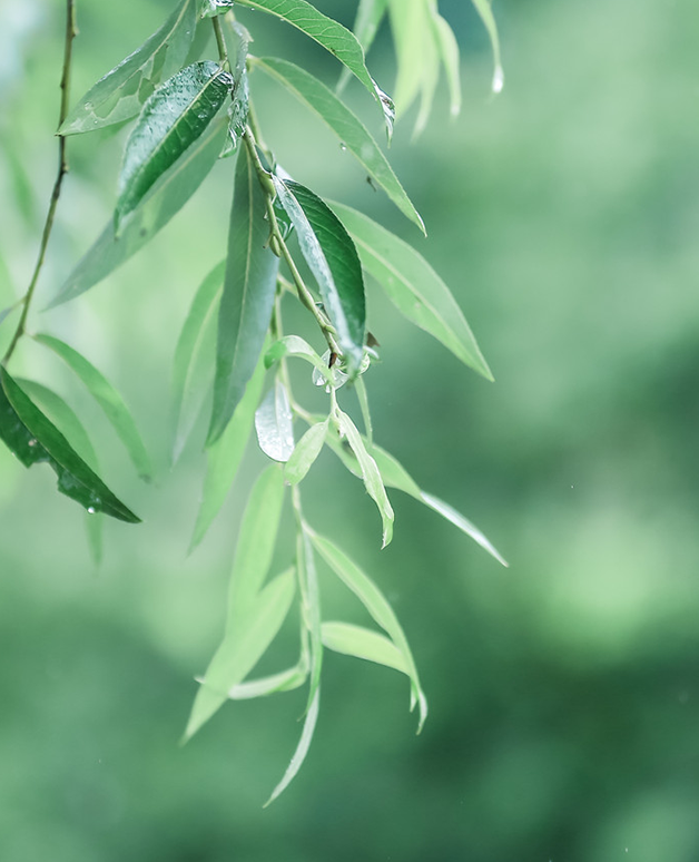 cover_image