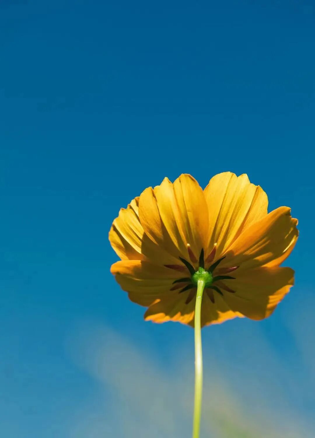 cover_image