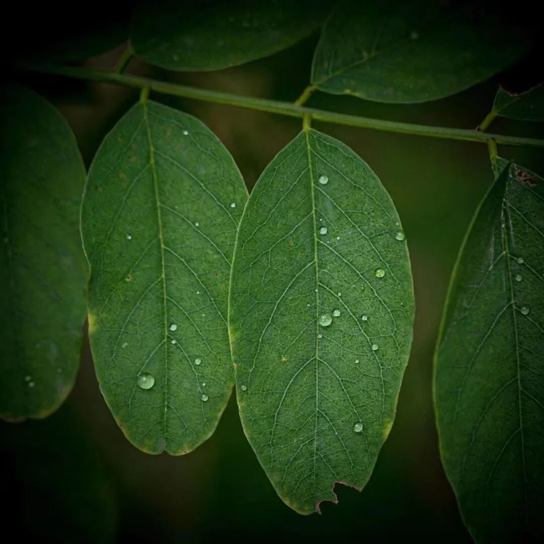 cover_image
