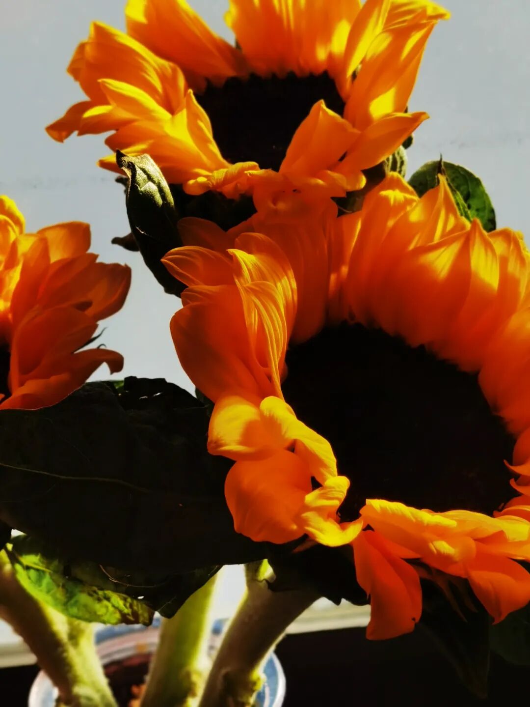 cover_image