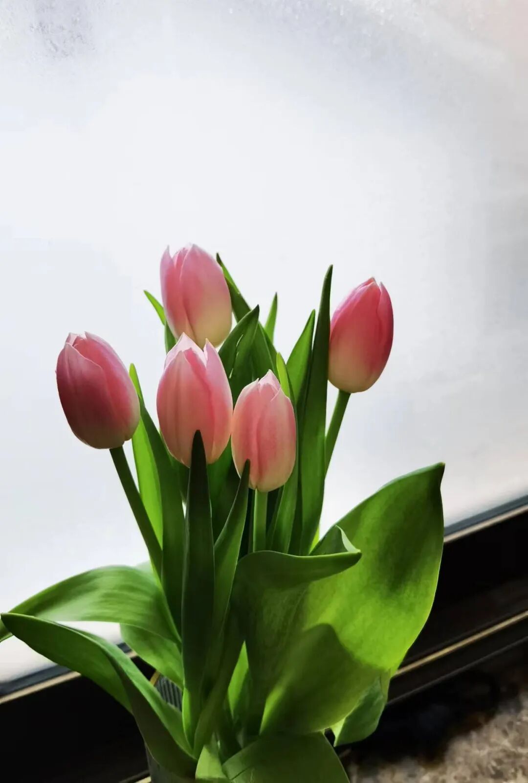 cover_image
