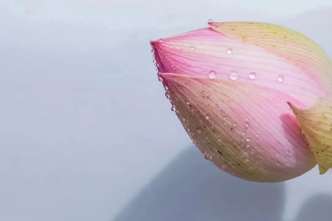 cover_image