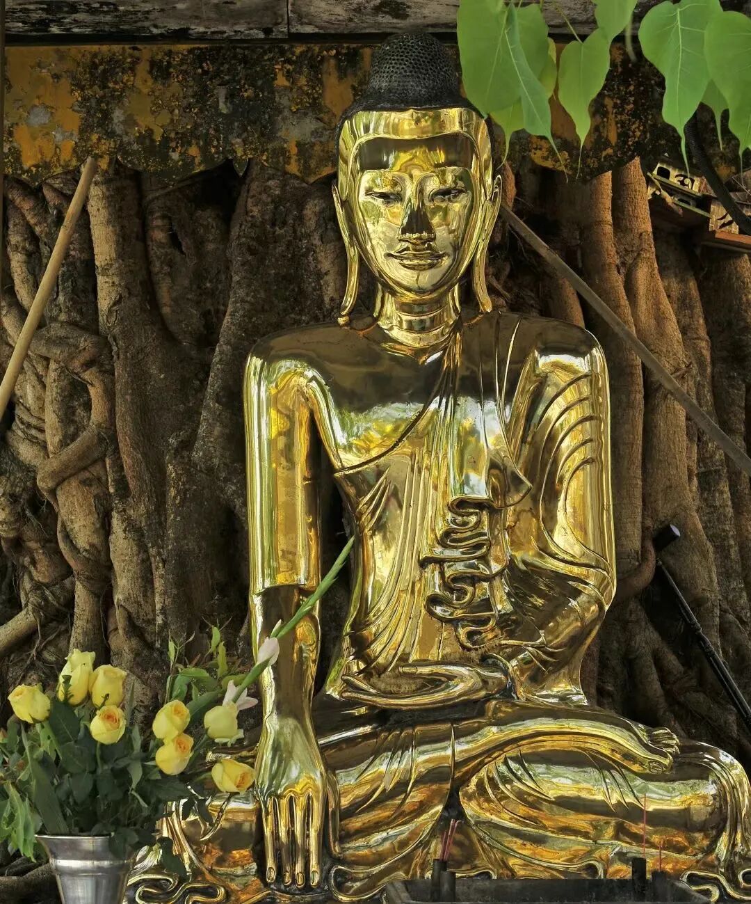 cover_image
