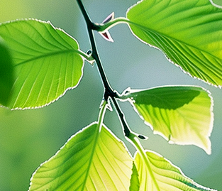 cover_image