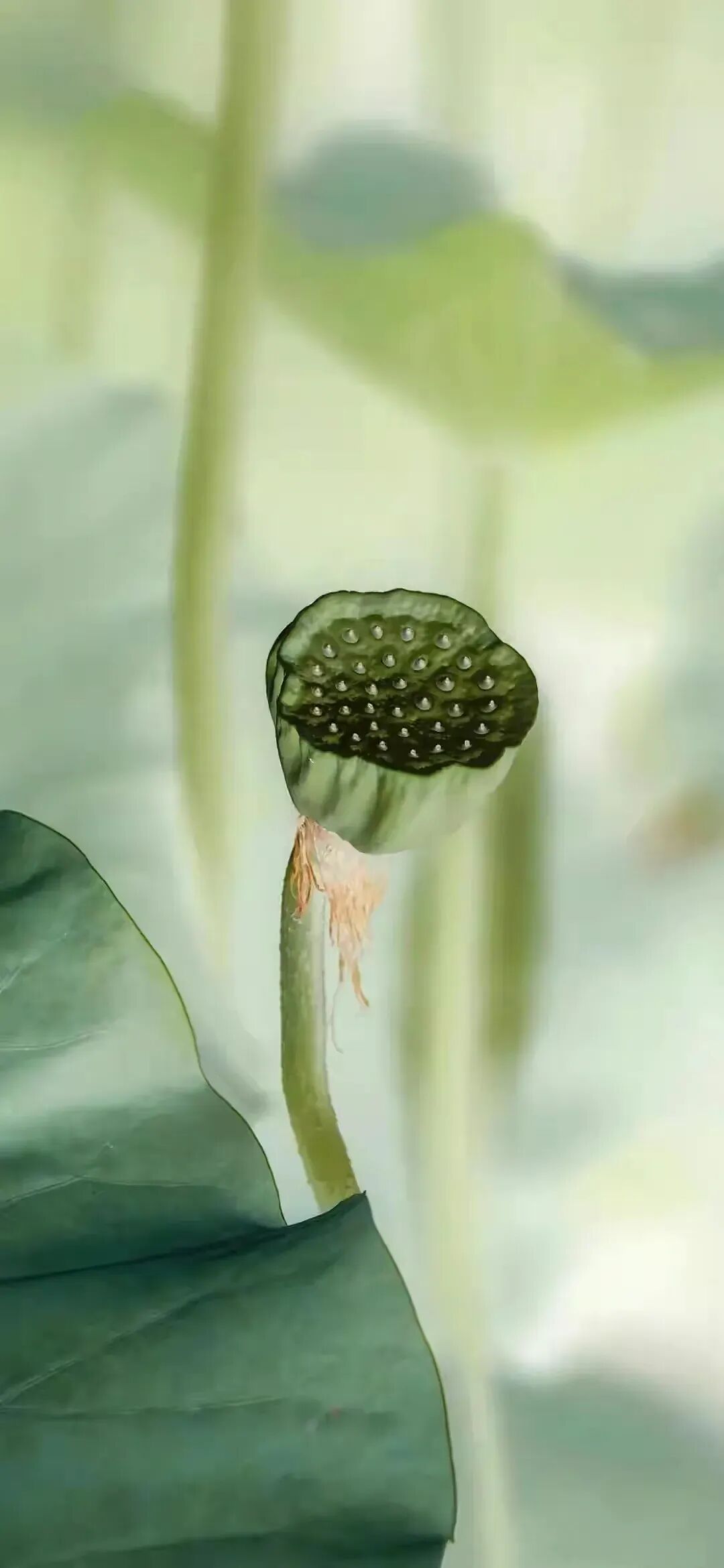 cover_image