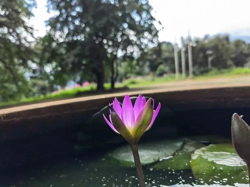 cover_image